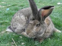 /album/mananca-sanatos-ro/images-5-jpg/